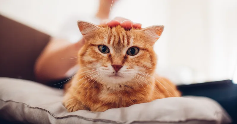 猫とTVCMの親和性をひも解く 〜猫の手を借りれば広告効果UP！？〜